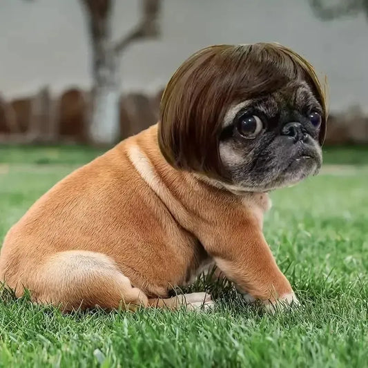 Adorable Appearance Pet Short Hair Wig Headband - Cute and Playful All Seasons Fun Accessory for Dogs & Cats, Valentine's Day Gift